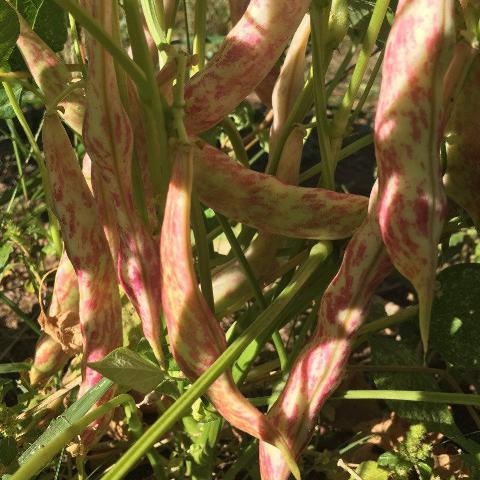 Beans, Tongue of Fire, Bush