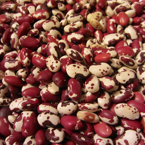 Beans, Anasazi, Bush