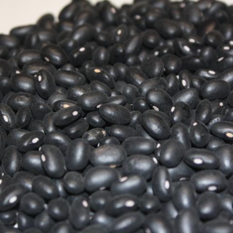 Beans, Black Turtle