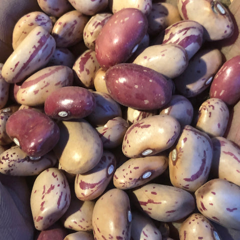 Beans, Cranberry Bush