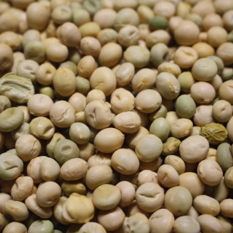 Beans, Midori Giant, Soybean