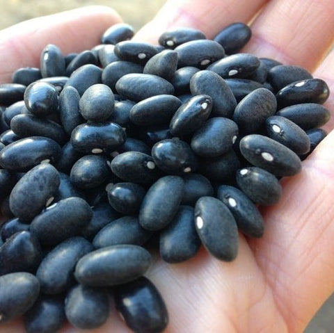 Beans, Mitla Black Tepary
