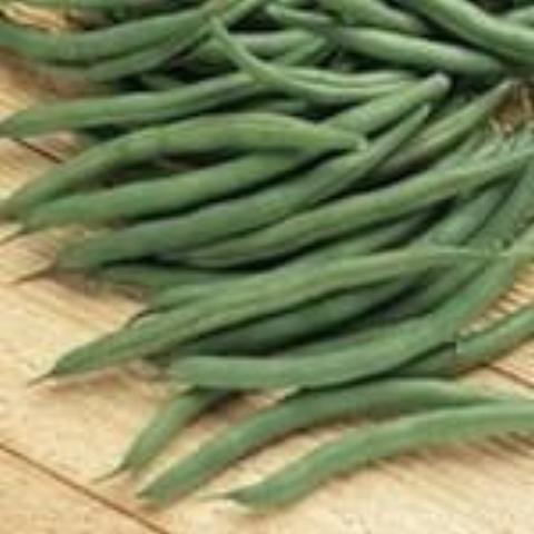 Beans, Provider, Bush