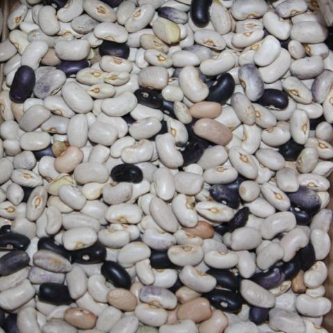 Beans, Purple Dove, Bush