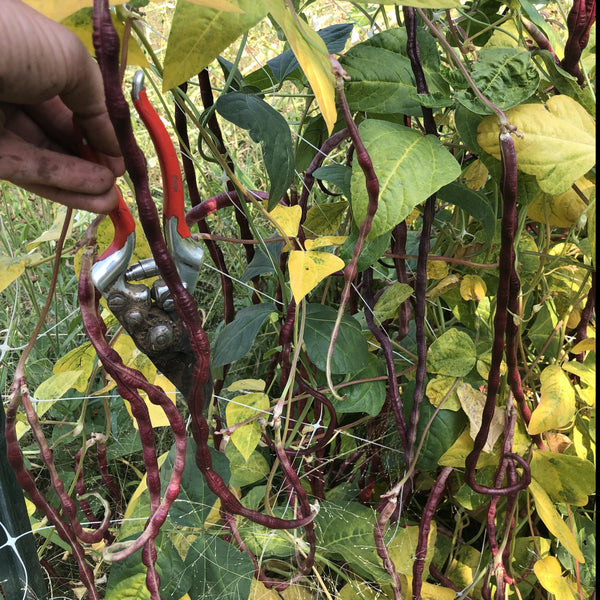 Beans, Red Noodle