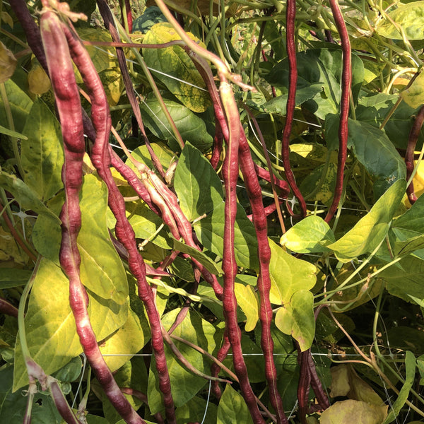 Beans, Red Noodle