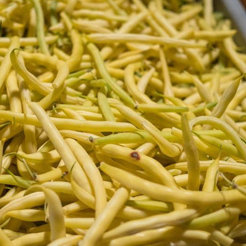 Beans, Roc D'or, Yellow Wax bush