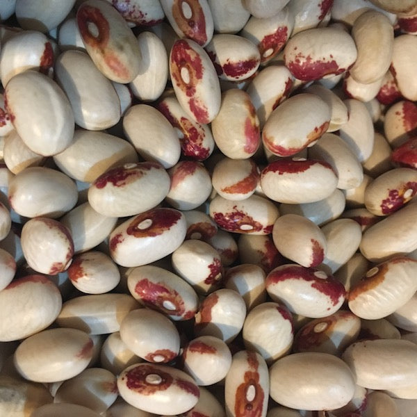 Beans, Rockwell Dry
