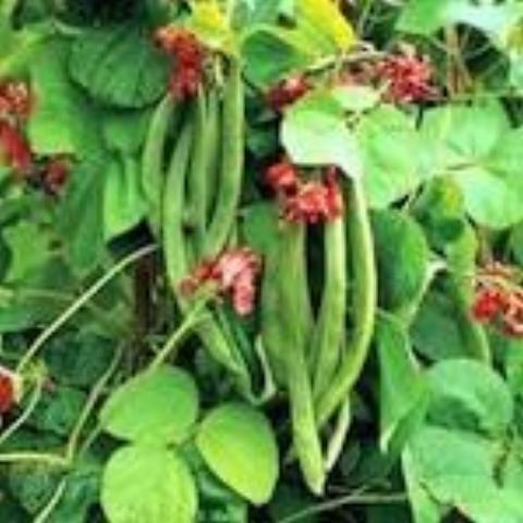 Beans, Scarlet Emperor, Pole