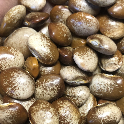 Beans, Turkey Craw