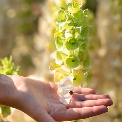 Bells of Ireland, organic, cut flower