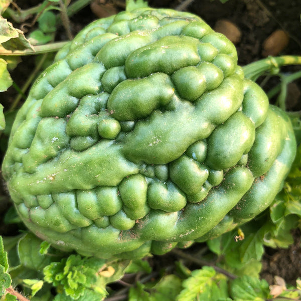 Bitter Melon, Chinese