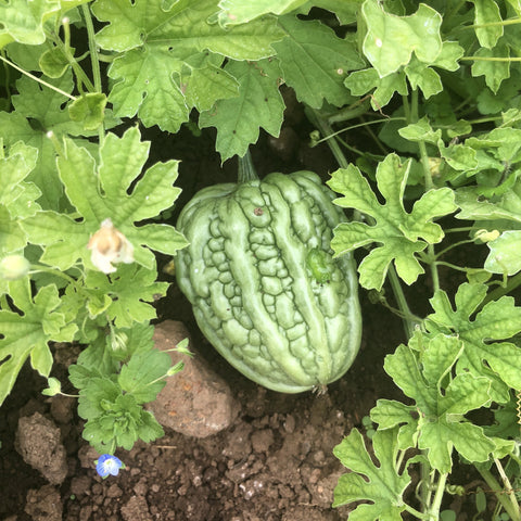 Bitter Melon, Chinese