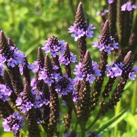 Vervain, Blue