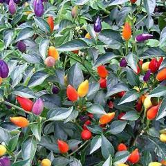 Pepper, Bolivian Rainbow