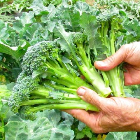 Broccoli, Steve's Select Tender Early Green