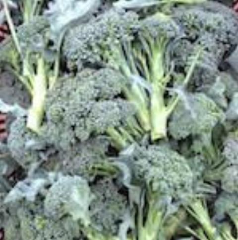 Broccoli, Steve's Select Tender Early Green