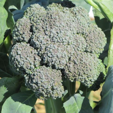 Broccoli, OSU Grex