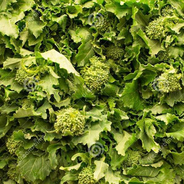 Broccoli Raab, Cima di Rapa Sessatina | Siskiyou Seeds
