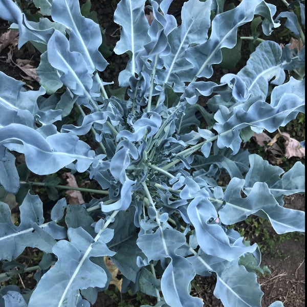 Broccoli, Spigariello 'Liscia'