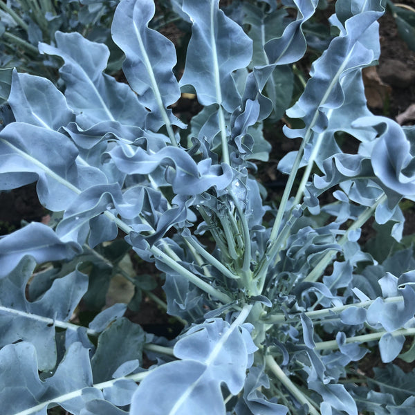 Broccoli, Spigariello 'Liscia'