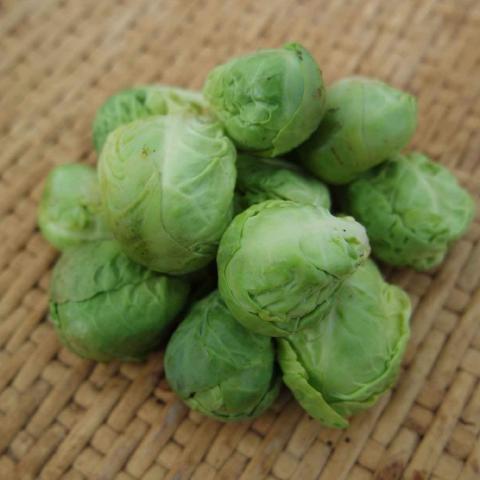 Brussels Sprouts, Darkmar 21
