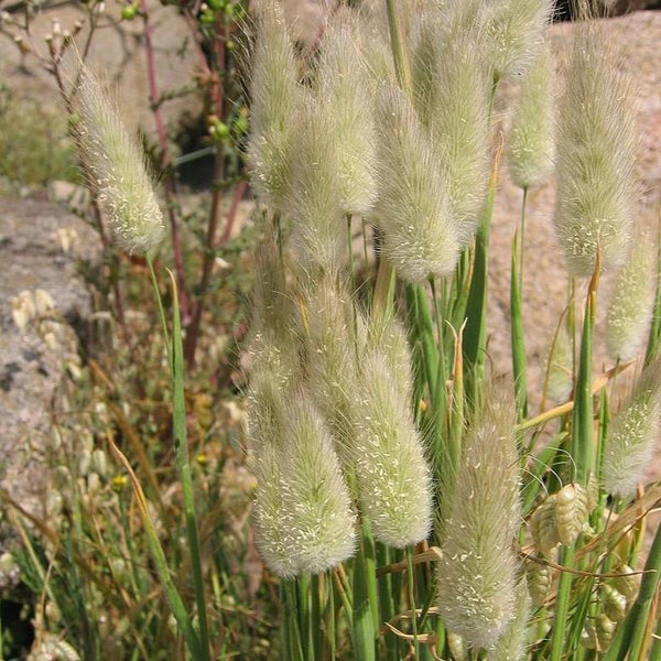 Bunny Tails Grass, organic, cut flower