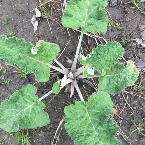 Burdock, Watanabe Early