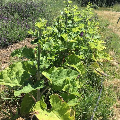 Burdock, Takinogawa