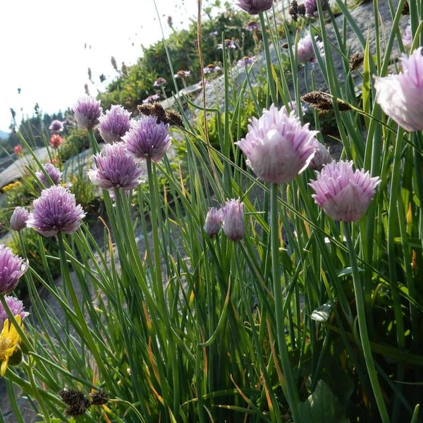 Chives, Common