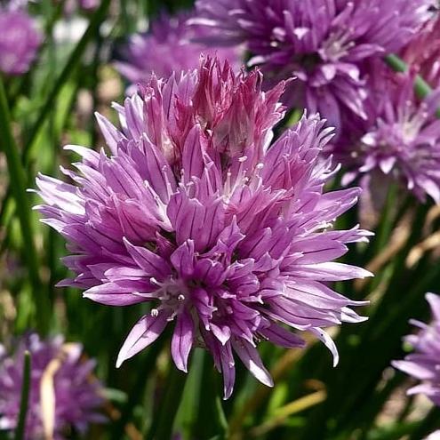 Chives, Culinary