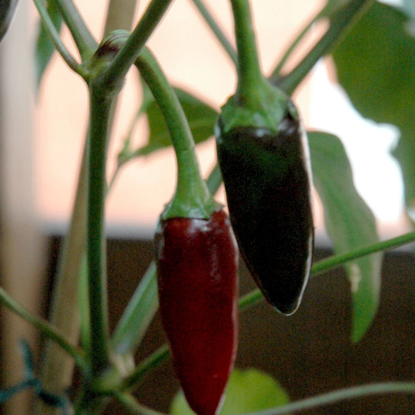 Pepper, Black Hungarian