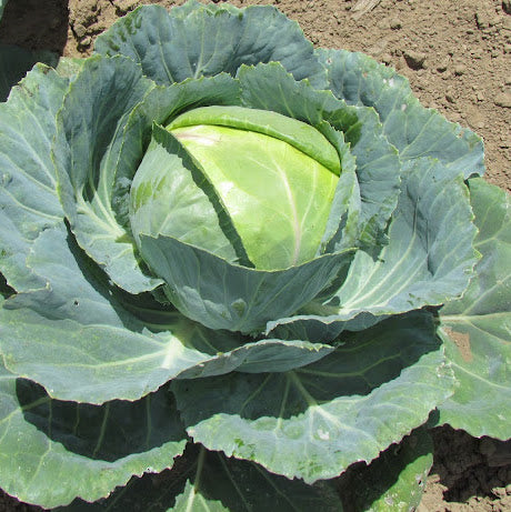 Cabbage, Columbia