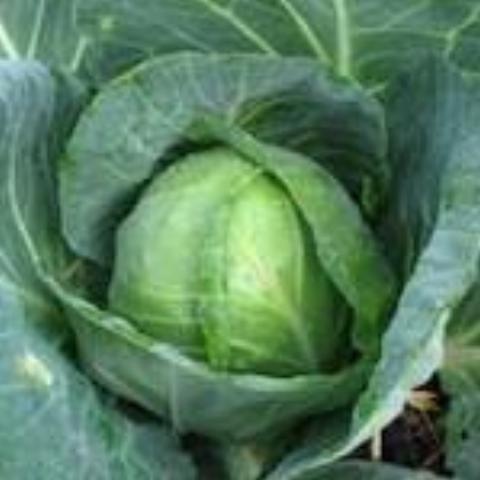 Cabbage, Columbia