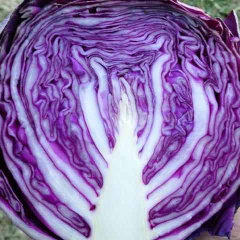 Cabbage, Red Express