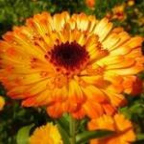 Calendula, Flashback Mix