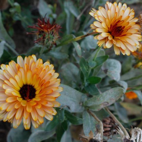 Calendula, Flashback Mix