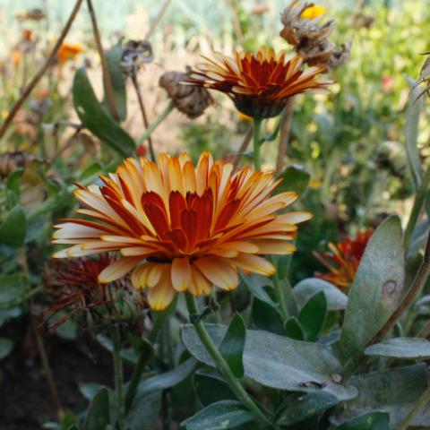 Calendula, Flashback Mix