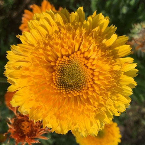 Calendula, Princess Mix