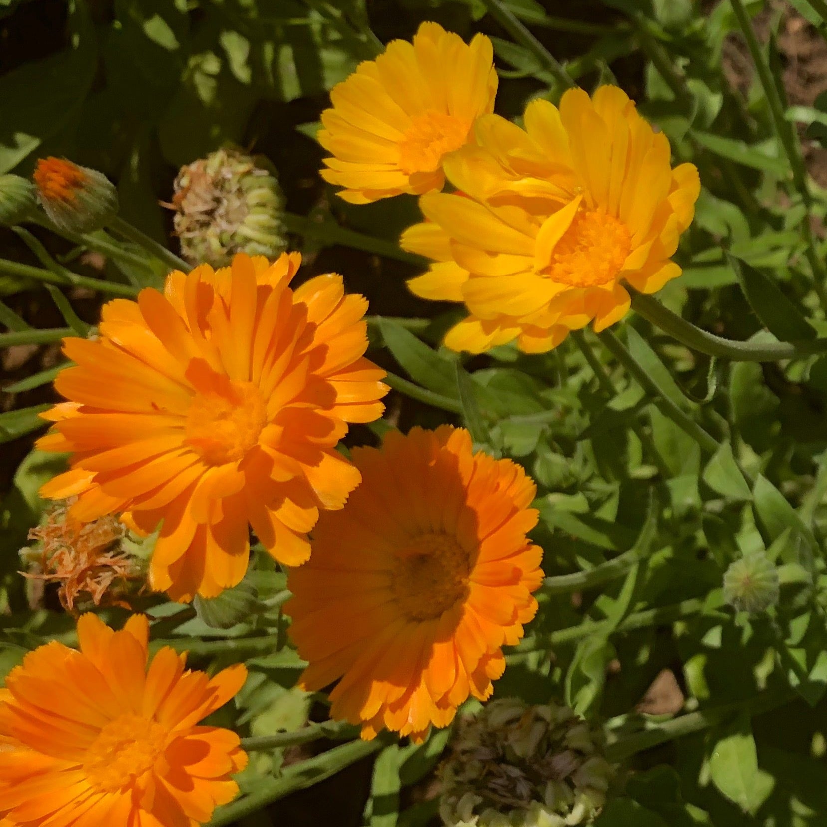 Herbal Tea Collection Siskiyou Seeds