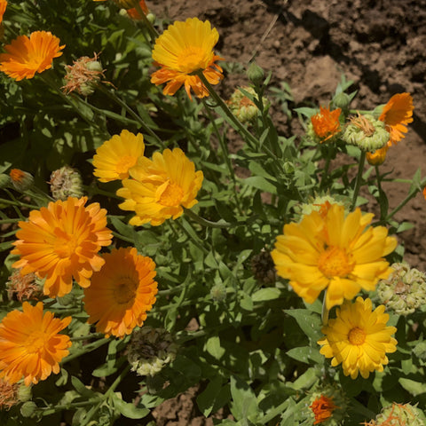 Calendula, Resina