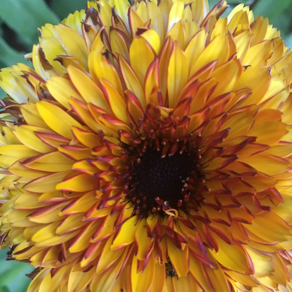 Solar Flashback Mix Calendula, organic, cut flower