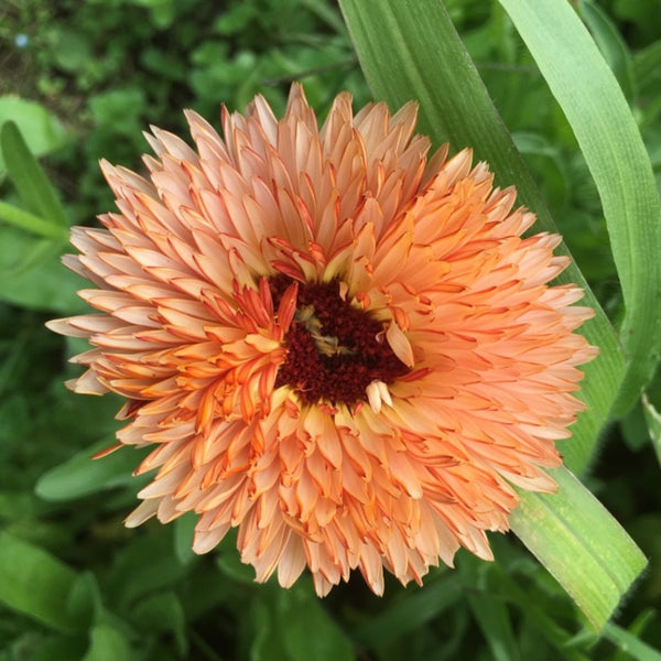 Calendula, Zeolights