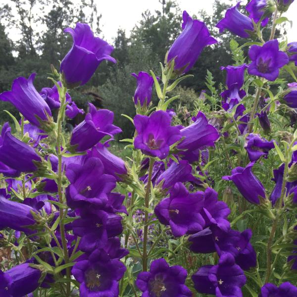 Cup 'N Saucer Mix Campanula, organic, open pollinated, cut flower
