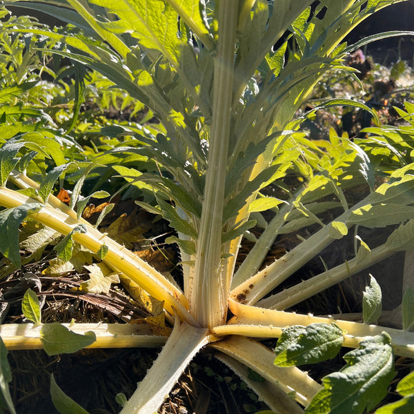 planting cardoon seeds Cardoon