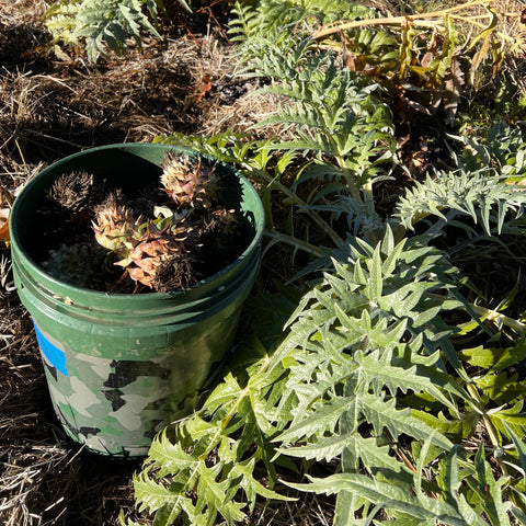 Cardoon