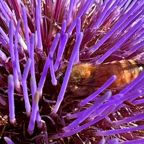 Cardoon