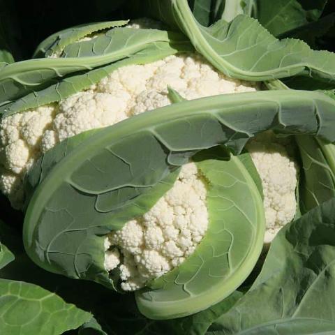 Cauliflower, Snowball