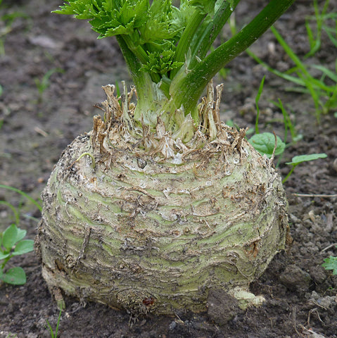 Celeriac, Bianco del Veneto