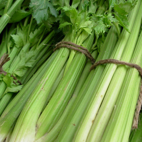 Celery, Tall Utah